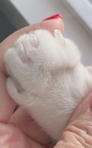 VICTHY 100pcs Cat Nail Caps Clear Cat Claw Covers Kitten Nail Caps with Adhesives and Applicators (M Clear) - size: Medium
